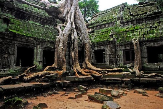 Angkor fával